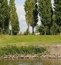 1454_3722 Im Elbpark Entenwerder sitzen Parkbesucher und Besucherinnen auf Parkbnken und blicken auf die Elbe. Hohe Pappeln sumen das Ufer.