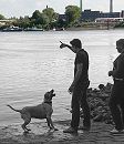 1458_1_3736 Auch in der Entenwerder Grnanlage gibt des einen Hundespielplatz wo die Vierbeiner auf der Wiese toben knnen. Andere Hunde ziehen es vor, in der Elbe zu Baden oder den Ball aus dem Wasser zu apportieren.