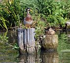 1494_5244  Ein Entenpaar sitzt auf alten Holzdalben in einem Rothenbursorter Kanal - der Erpel reckt seinen Kopf neugierig zur Seite whrend die Ente schlfrig in der Sonne sitzt. Aus den alten vermoderten Dalben wachsen Pflanzen. 
