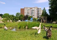 129_9058 Enten am Teich auf dem Kinderbauernhof in Hamburg Kirchdorf; ein Schaf geht auf dem Weg hinter dem Zaun. Im Hintergrund ein Gebude der Wohnsiedlung in Kirchdorf-Sd. www.fotos- hamburg.de