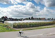 138_6437 Treibhuser aus Glas stehen am Strassenrand in Hamburg Moorfleet. In diesem Ortsteil von Wilhelmsburg baut die Landwirtschaft neben Blumen auch Gemse an. Radfahrer nutzten die Strasse am Deich gerne als Rennstrecke / bungsstrecke.