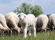141_9189 Grasende Schafherde und Osterlamm auf dem Elbdeich bei Hamburg Moorwerder - die Schafe halten das Gras auf dem Deich kurz und sorgen  dafr, dass durch die vielen Huftritte die Erde des Deichs verdichtet wird. 