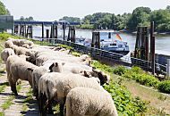 153_1006  Schafe weiden auf dem Elbdeich beim Schiffsliegeplatz Finkenried - zwei Binnenschiffe haben fest gemacht. Am Heck der TMS HORNHAFEN weht die Deutschlandfahne -  das Tankmotorschiff hat eine Lnge von 86m und eine Breite von 9,60m, Heimathafen ist Hamburg. Im Hintergrund die Autobahnbrcke / Elbbrcke der A 1 ber die Sderelbe. 