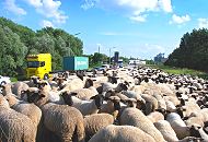 183_7005 Die Schafherde steht dicht gedrngt auf dem Deich nahe der Strasse - der Straenverkehr mit Containerlastwagen und anderen Transportern rauscht an den Tieren vorbei. 