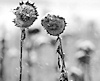 der sommer ist vorueber