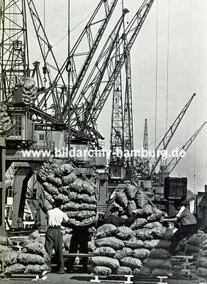 011_15305 - Scke mit Kartoffeln sind von einem Kran aufgenommen und werden an Bord gehoben; im Hintergrund die Ausleger der Krne am Kai. (ca. 1955) 