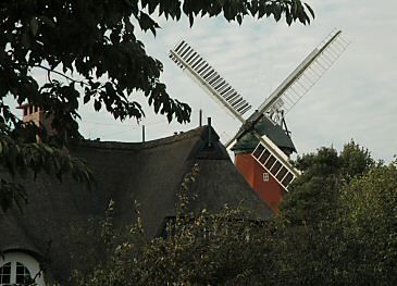 011_15017 - hinter dem strohgedecktem Hausdach zeigt sich die Windmhle in Reitbrook. 