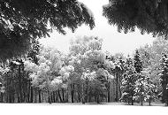 281_10jj10023 Die Tannen und Bume im Hamburger Stadtpark sind mit Raureif und Schnee bedeckt. 