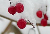 292_1010139 Rote Frchte im Schnee.