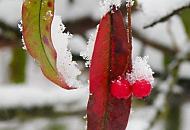 293_1010098 Eine dicke Schneeschicht liegt auf den Blttern und roten Beeren.