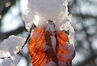 295_1010082 Die letzten Bltter einer Buche hngen noch an dem Baum - sie sind mit einer dicken Schneeschicht bedeckt. Das Gegenlicht der Wintersonne scheint durch die rtlichbraunen Buchenbltter.