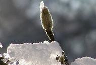 296_1010074 Im Stadtpark sind die ste einer Magnolie mit Schnee bedeckt - die Wintersonne scheint durch die Schneeschicht. Am Zweig befinden sich schon die nchstjhrigen Knospen.
