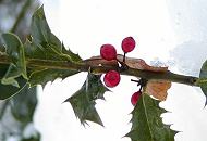 297_101h0009 Der immergrne Ilex trgt seine roten Frchte - die Zweige dieser Stechpalme werden gerne als Weihnachtsdekoration verwendet.