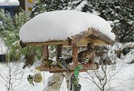 304_1002 Vogelftterung im Winter - das Dach vom Vogelhaus ist mit hohem Schnee bedeckt. Meisen hngen an den Meisenkndeln und Fettnssen und fressen die spezielle Winternahrung; Ein Spatz setzt zur Landung an, whrend eine Drossel und  ein Grnfink im Futterhaus sitzen.