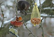 305_1003 Eine Meise sitzt an einem angefressenen Apfel, der fr die winterliche Wildvogelftterung am Apfelbaum belassen wurde. Eine Amsel sitzt auf einem Ast darber und betrachtet das Futter. Rechts ein Sckchen mit Erdnssen zur Meisenftterung. 
