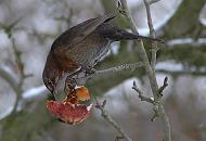 307_1980 Eine Amsel sitzt auf einem Zweig eines Apfelbaum und frisst aus einem hngen gebliebenen Apfel. Als Winternahung sind Frchte wie z.B. pfel fr viele Wildvgel sehr gut geeignet.