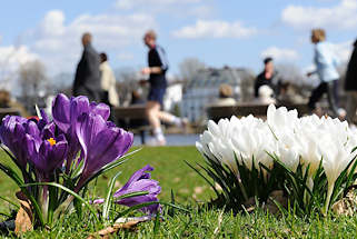 1010_0671 Violette und weisse Krokusse auf den Alsterwiesen - Spazierg�nger und Jogger. Fr�hling in Hamburg! Violette und weisse Krokusse bl�hen auf den Alsterwiesen - Spazierg�nger und Jogger auf dem Weg an der Aussenalster - auf den B�nken geniessen Hamburger und Hamburgerinnen die Fr�hlinssonne.