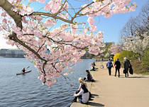 1370_2748 Auf der Ufermauer der Binnenalster sitzen HamburgerInnen und geniessen den Ausblick auf Hamburgs City. Fr�hling in Hamburg! Kirschzweig mit rosa Bl�ten an der Hamburger Binnenalster. Auf der Ufermauer der Binnenalster sitzen HamburgerInnen und geniessen den Ausblick auf Hamburgs City.