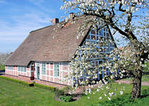 2620_1807 Fr�hling in Hamburg! Bauernhaus mit Reetdach - bl�hender Kirschbaum. Im Hintergrund bl�hende Obstplantagen des Alten Landes. Der Obstanbau hat im Alten Land eine lange Tradition - seine Urspr�nge liegen im Jahr 1320. Das Alte Land ist ein Teil der Elbmarsch und mit ca. 14 300