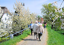 2700_2296 Spazierg�nger auf dem Deich zur Obstbl�te im Alten Land. Die Wohnh�user sind durch die Deiche vor Hochwasser gesch�tzt. Der Obstanbau hat im Alten Land eine lange Tradition - seine Urspr�nge liegen im Jahr 1320. Das Alte Land ist ein Teil der Elbmarsch und mit ca. 14 300 Hektar Baumobst ist