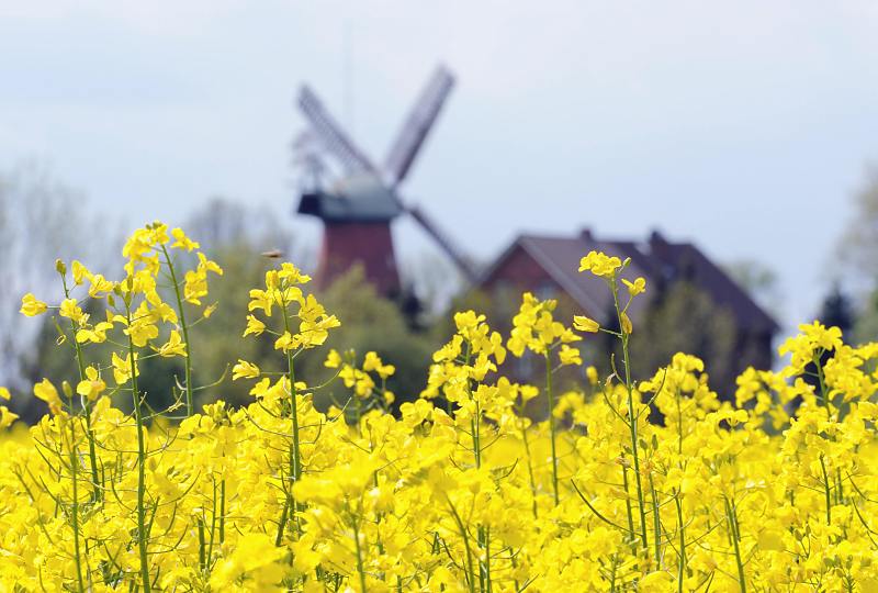 13_3800 Der Raps blht auf einem Feld in Hamburg - Reitbrook. Die Samen der landwirtschaftlichen Nutzpflanze werden u.a. zur Gewinnung von Rapsl verwendet. Die Rapspflanze wird schon seit Jahrhunderten wegen des hohen lgehaltes kultiviert. Das aus der Pflanze gewonnene l wird als technisches l aber auch als Speisel verwendet.  www.hamburg- fotos.org