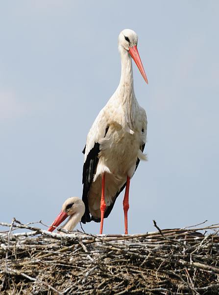 Hamburger Weistrche im Horst - Hamburg Bergedorf - Fotografie Christoph Bellin. 15_7252  Weissstrche im Nest im Bezirk Hamburg Bergedorf; der Storch ist ein Frhlingsbote. Er kehrt meist Anfang April aus dem afrikanischen Winterquartier zu seinem gewohnten Horst zurck. www.bildarchiv- hamburg.com