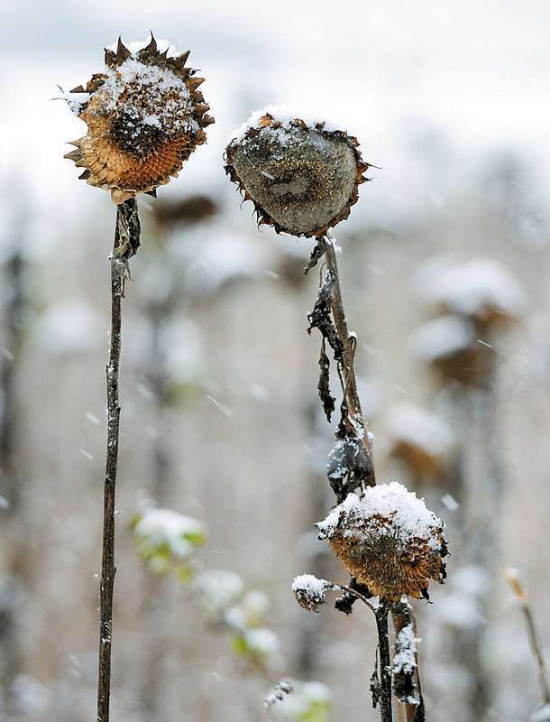 der sommer ist vorueber
