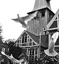 11_21481 Um dem Hochzeitspaar vor der Bergedorfer Kirche Glück für ihre Ehe zu wünschen werden weisse Tauben in die Freiheit gelassen. Sie fliegen vor der Fachwerkkirche aus ihrem Käfig in die Luft. ©www.hamburg-fotograf.com