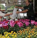 11_21546 Am Marktstand mit Blumen aus den Vierlanden verkauft der Blumenhndler u. a. Alpenveilchen und Chrysanthemen, die aus seiner eigenen Grtnerei stammen. Er berreicht einer Kundin gerade eine Tte mit Pflanzen - sie gibt ihm das Geld fr die Ware. www.hamburg-fotograf.com
