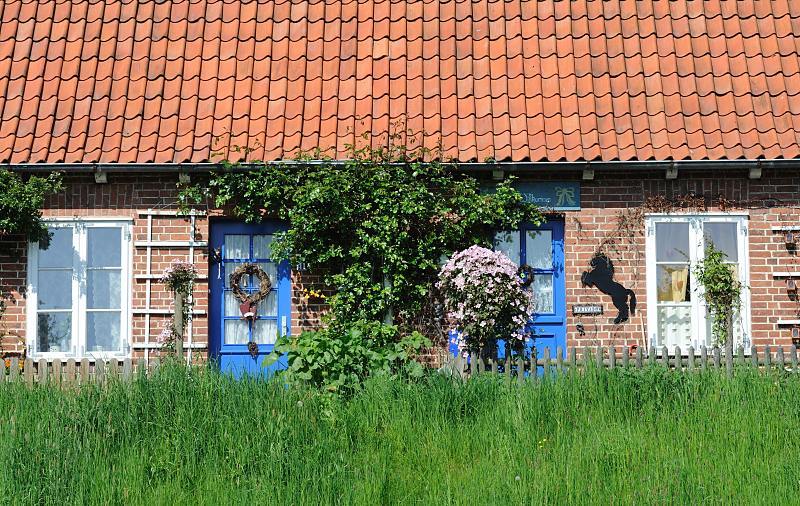 025_4112 Malerisch gelegenes Wohnhaus direkt am Lhedeich - die Eingangstre sind in Blau gehalten, grne Rankpflanzen wuchern an der Hauswand empor. Im Vordergrund das saftige hohe Gras auf der Deichkrone. Fotografien aus dem Obstanbaugebiet an der LHE. Blaue Tren am Deich. 