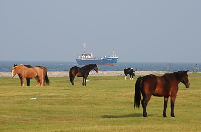 011_15069 - Vieh auf der Weide; im Hintergrund ein Schiff auf der Nordsee.