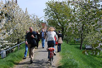011_15523 - Fussgnger und Fahrradfahrer machen ihren Sonntagsausflug auf der sonnigen Deichkrone im Alten Land nahe Hamburg;  links und rechts blhen die Obstbume. 