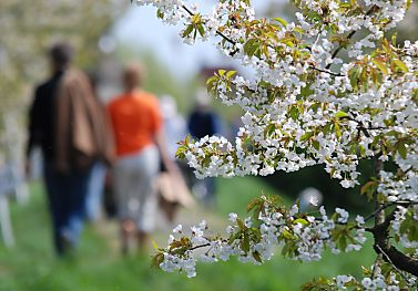 011_15526 - viele Besucher wandern whrend der Kirschblte und Apfelblte auf den Deichen entlang der Obstbume.