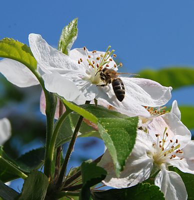 011_15537 - Detailaufnahme einer Apfelblte mit Bltenstempel und Biene, die den Nektar sammelt.