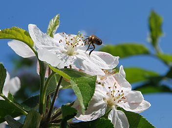 011_15538 - Biene im Abflug von dem Bltenkelch. 