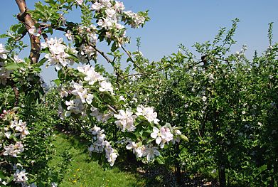 011_15540 - Apfelplantage und Zweig mit Apfelblten in der Sonne. 