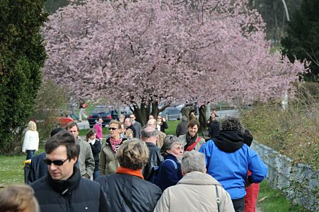 11_17452 - Sonntagsspaziergnger in der Hamburger Sonne bei Teufelsbrcke; im Hintergrund eine blhende japanische Zierkirsche mit rosa Blten. 