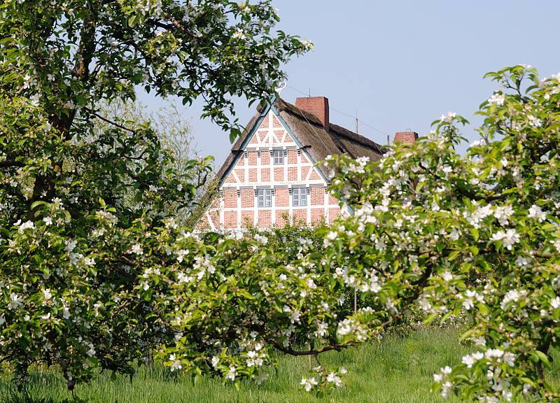 Fotos vom Hamburger Ausflugsziel - Kirschblte im Alten Land. Kirschblte am Ufer der Este, Altes Land / Fachwerkhaus mit Strohdach.  037_7486 Das Alte Land ist ein Teil der Elbmarsch sdlich der Elbe;  mit einer Flche von rund 14 3000 Hektar Baumobst ist das Alte Land das grte zusammnhngende Obstanbaugebiet Mitteleuropas. 77% der Obstbume sind pfel und 12,7 % Kirschen. Nicht nur zur Zeit der Obstblte ist das Gebiet ein beliebtes Ausflugsziel. Zwischen den blhenden Kirschbumen ist der Giebel eines strohgedeckten Fachwerkhauses in der Sonne zu sehen.