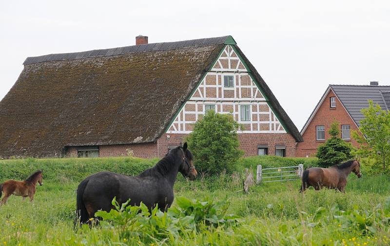 Bilder aus dem Alten Land - Bauernhaus, Strohdach mit Fachwerk. Wiese mit Pferden - Estedeich. 042_7399 Auf einer saftigen Weide am Ufer des Este stehen die Pferde kniehoch im Gras. Hinter dem Estedeich stehen die Wohnhuser geschtzt vor dem Hochwasser des Flusses.