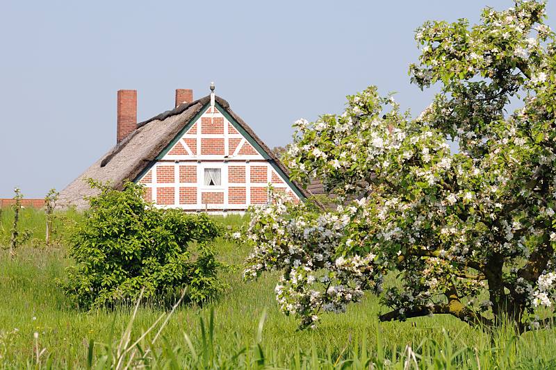 Bilder aus dem Alten Land - Obstblte / Kirschblte. Blhender Kirschbaum - Wiese mit Obstbumen - Fachwerkbauernhaus, reetgedeckt. 043_7472 Obstbume stehen auf einer Wiese nahe der Este - ein Kirschbaum steht in voller Blte; lks. sind neu gepflanzte junge Bume zu erkennen. Hinter dem Deich liegt ein vor Sturmfluten geschtztes Fachwerkhaus.