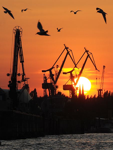 Sonnenuntergang im Hafen Hamburg - Krne und Mwen. 09_4936 Die Sonne geht hinter den Krnen der Werft Blohm + Voss unter - der Abendhimmel des Hafens ist tiefrot gefrbt - Mwen fliegen ber der Elbe. www.fotograf-hamburg.de
