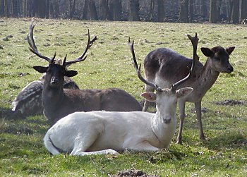 Hamburg Parks Niendorfer Gehege