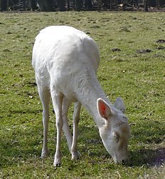 Hamburg Parks Niendorfer Gehege