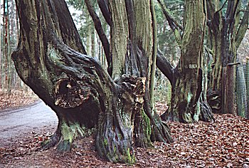 Hamburg Parks Niendorfer Gehege