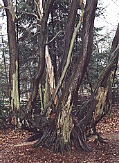 Hamburg Parks Niendorfer Gehege