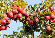 7698 Apfelbaum mit roten Äpfeln - der Zweig des Fruchtbaumes ist dicht mit den Äpfeln bedeckt
