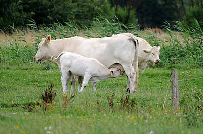 7412 Kühe auf einer Wiese in Hamburg Altengamme - ein Kalb trinkt am Euter seiner Mutter.