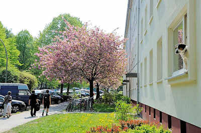 3132 Viergeschossiger Wohnblock Koldingstrasse / Düppelstrasse - Kirschen blühen im Vorgarten, ein Hund blickt aus dem Fenster einer Erdgeschosswohnung.