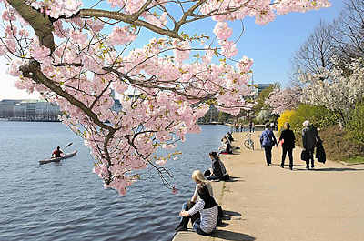 2748 Blüte der Japanischen Kirsche in Hambur.