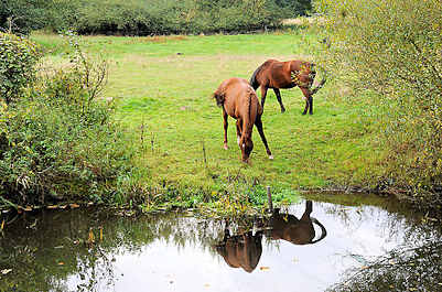 2374 Grasende Pferde auf einer Weide am Flusslauf der Alster im Hamburger Stadtteil Bergstedt / Bezirk Wandsbek.